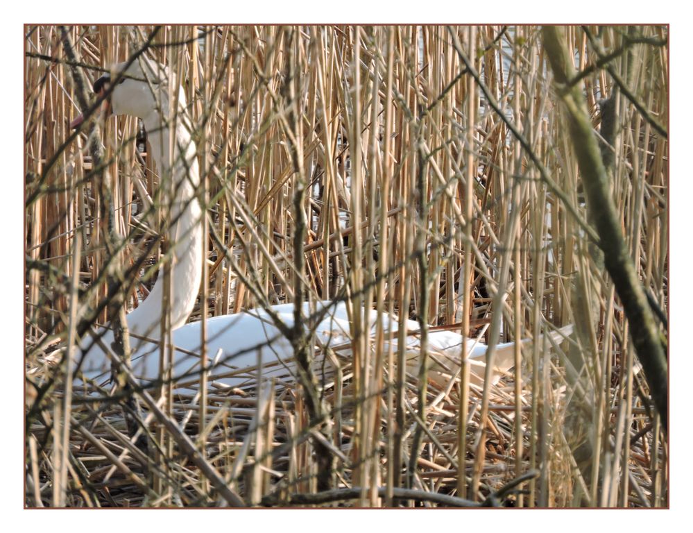 Der Schwan auf seinem Nest.Die nächste Generation ist im Werden.