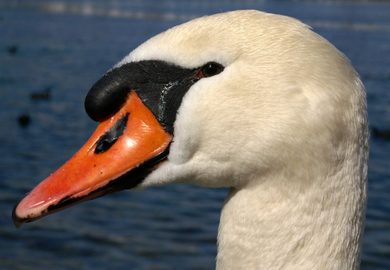 Der Schwan aus der Nähe