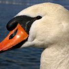 Der Schwan aus der Nähe