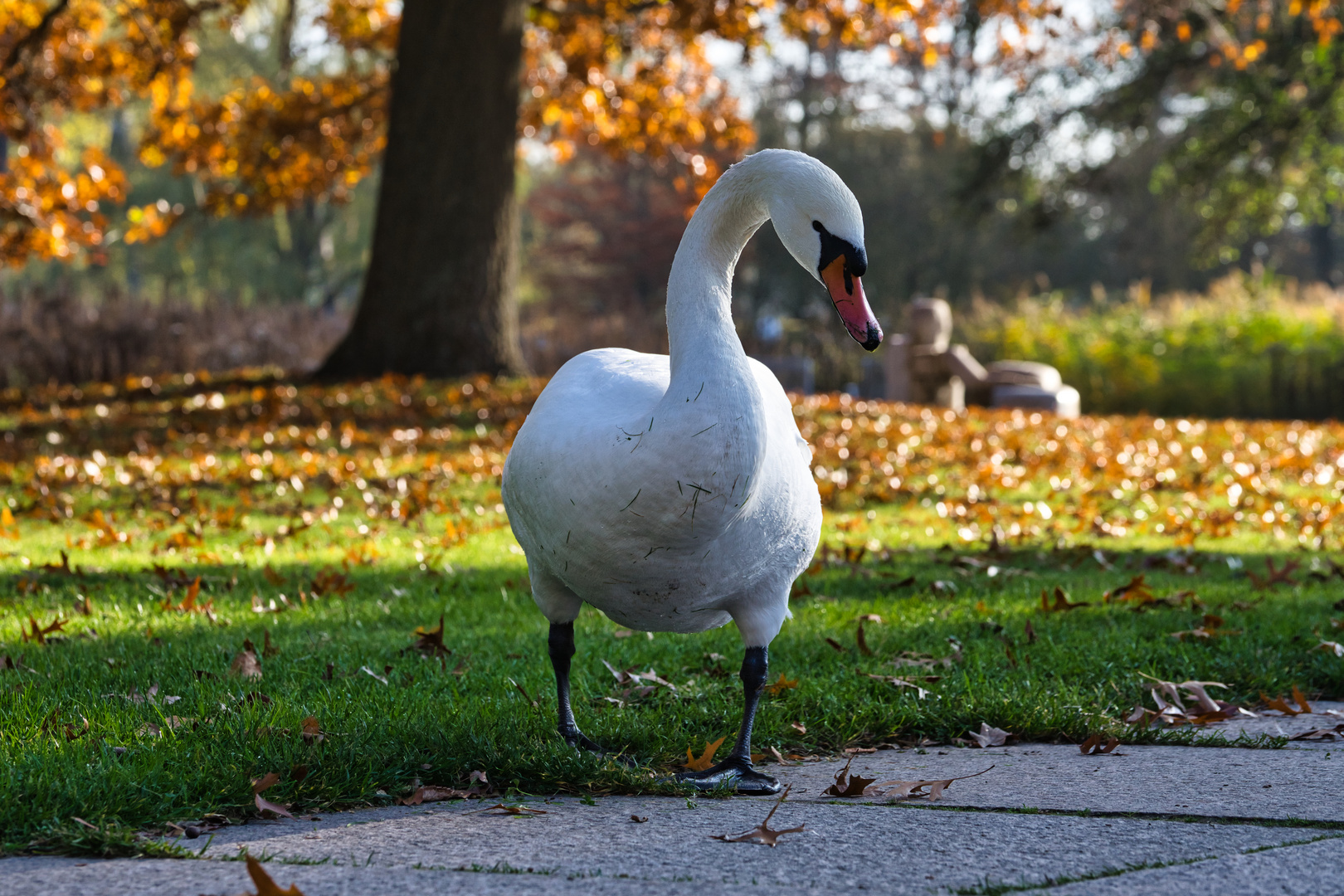 Der Schwan