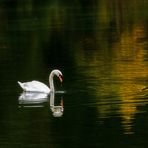 Der Schwan