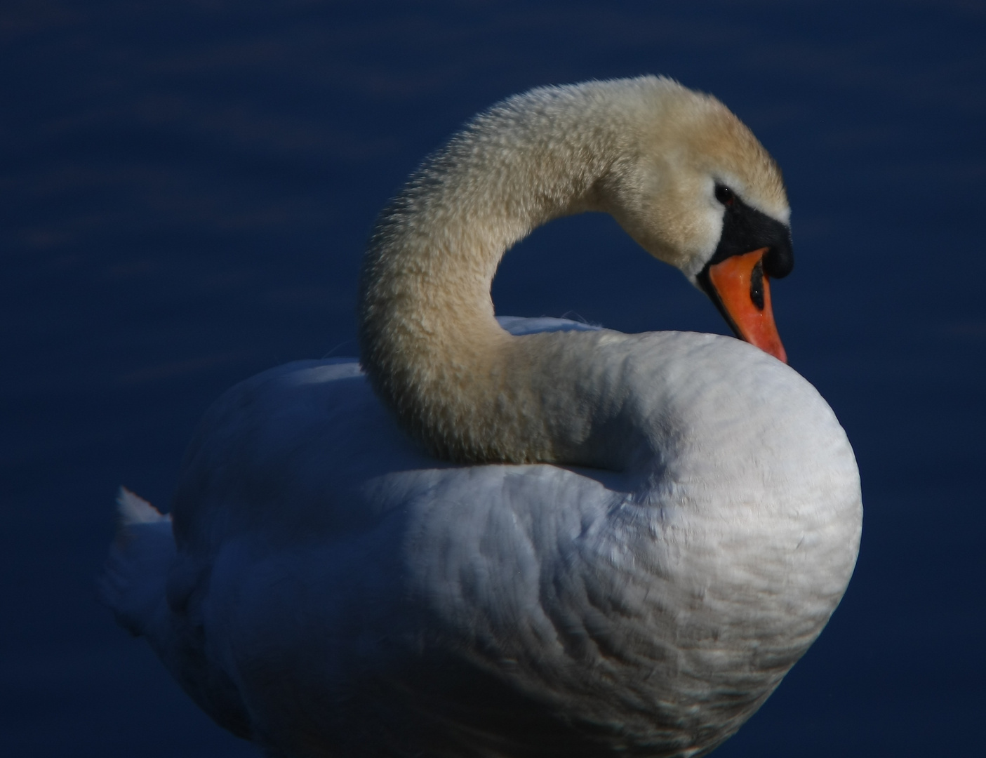 Der Schwan