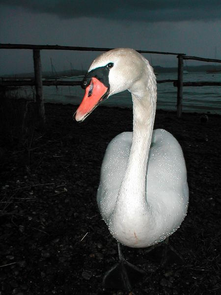 Der Schwan