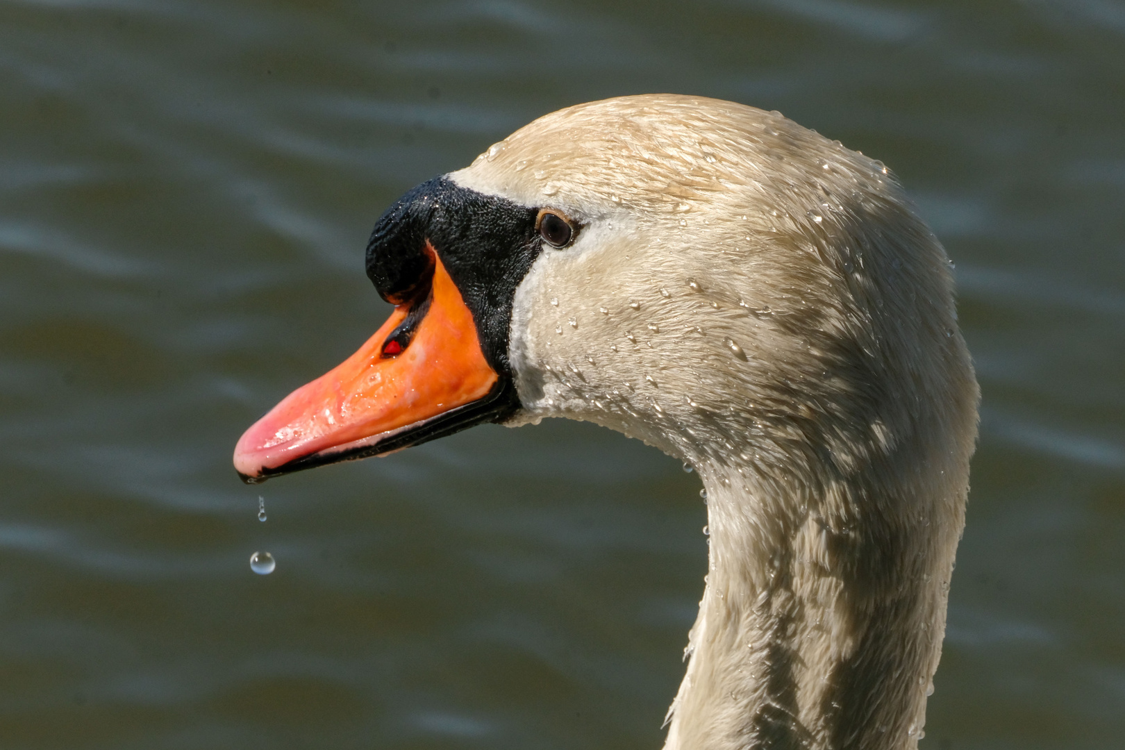 Der Schwan