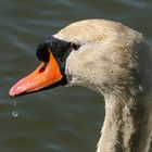 Der Schwan