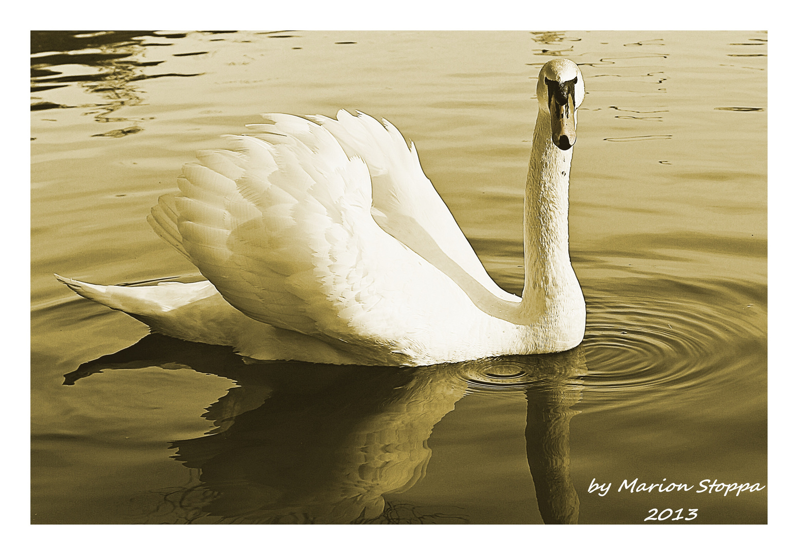 Der Schwan