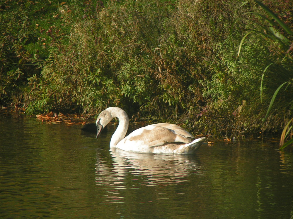 der Schwan....