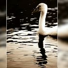 ~ DER SCHWAN ~