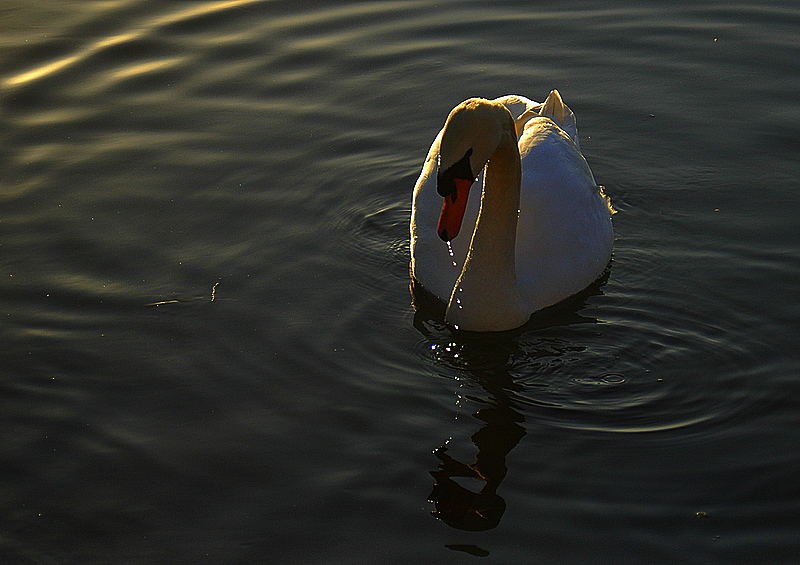 Der Schwan