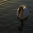 Der Schwan