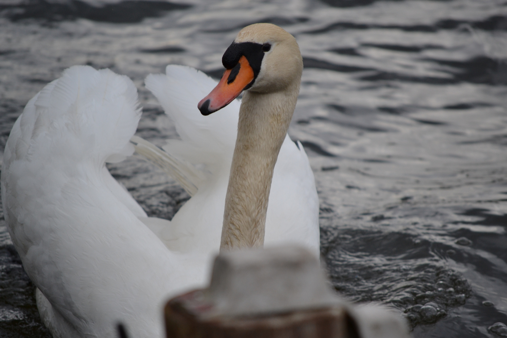 Der Schwan