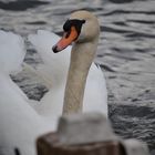 Der Schwan