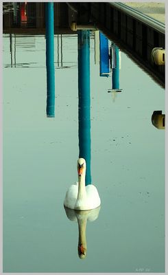 Der Schwan bestand darauf, mit Pfeilern fotografiert zu werden.