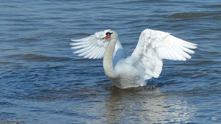 Der Schwan breitet seine Flügel aus