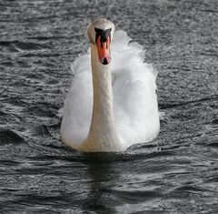 Der Schwan