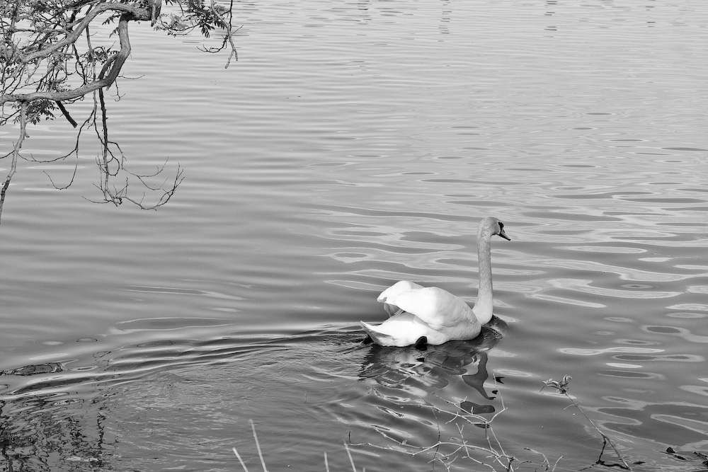 Der Schwan