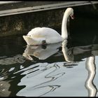  Der Schwan