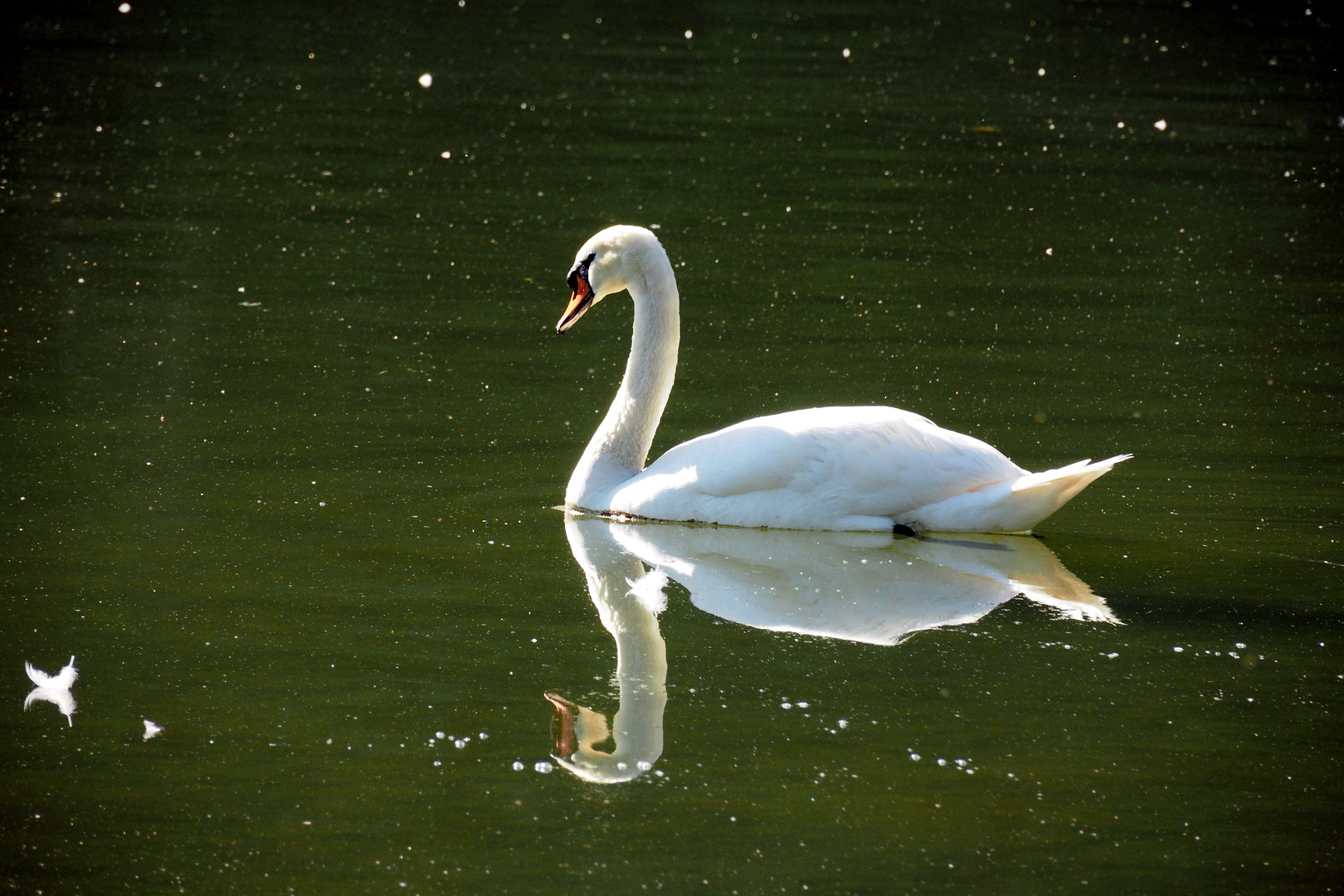 DER SCHWAN