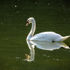 DER SCHWAN