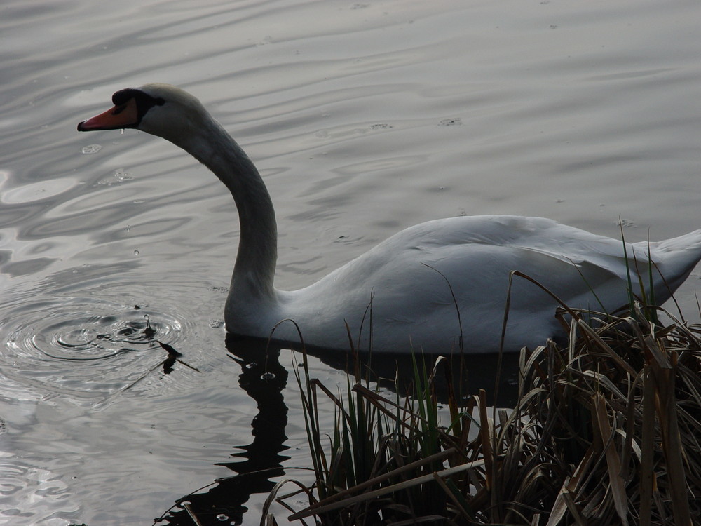 Der Schwan