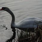 Der Schwan