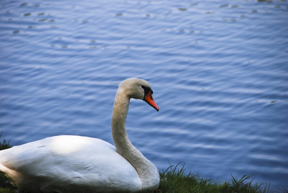 Der Schwan