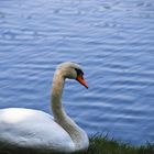 Der Schwan