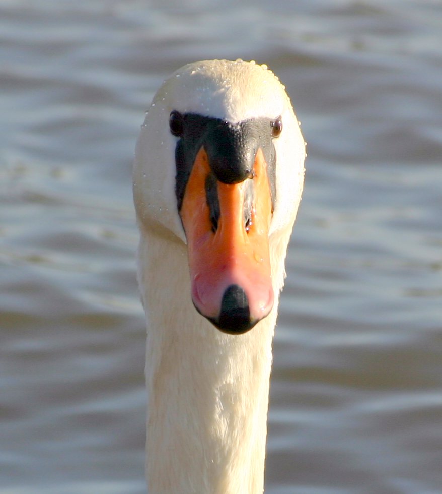 Der Schwan