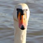 Der Schwan