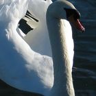 Der Schwan