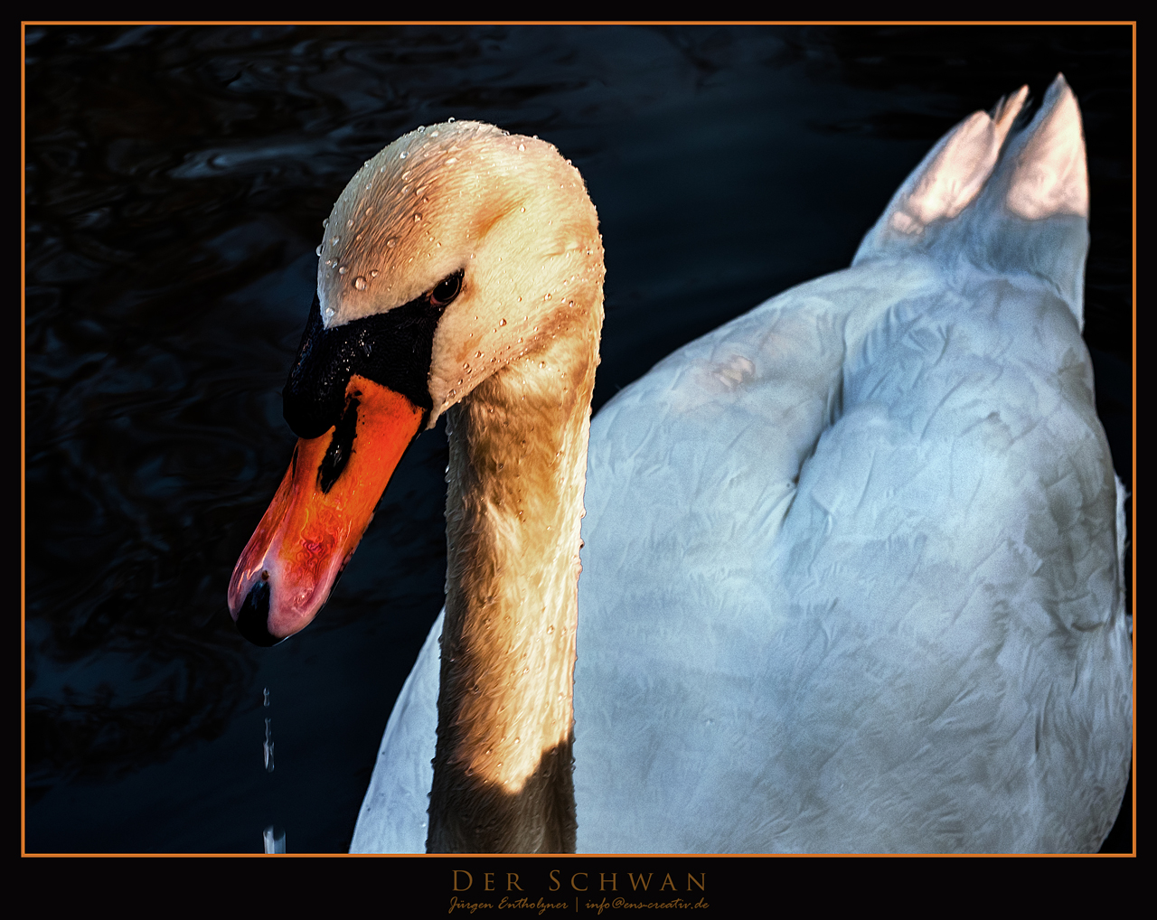 .:DER SCHWAN:.