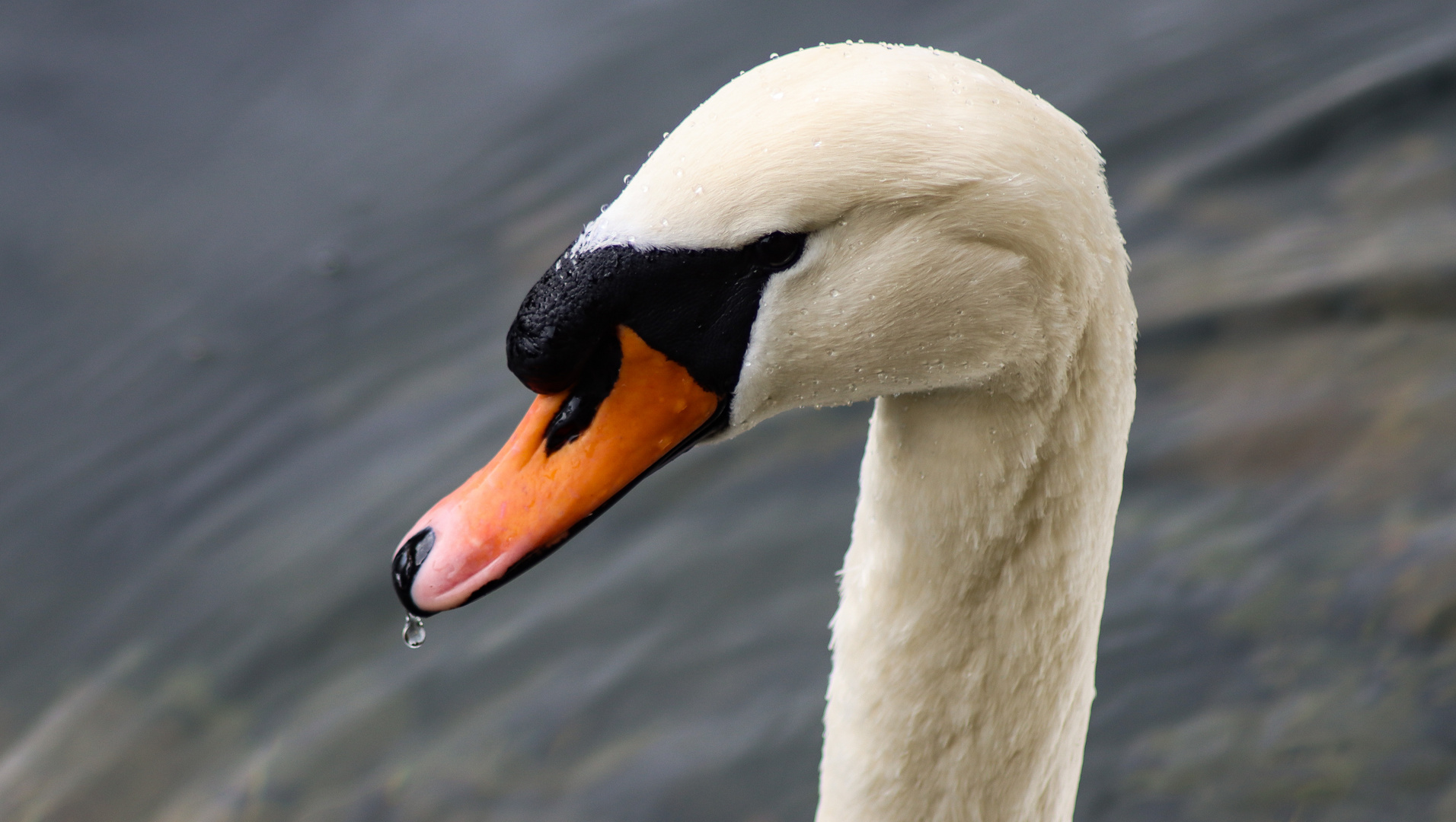 Der Schwan