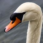 Der Schwan