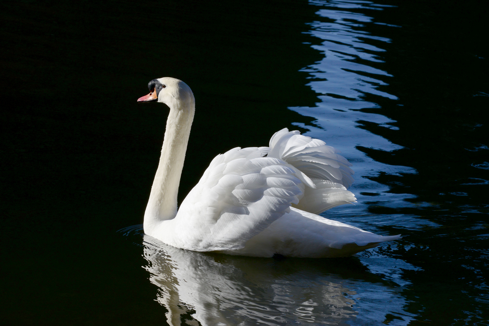 Der Schwan