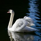 Der Schwan