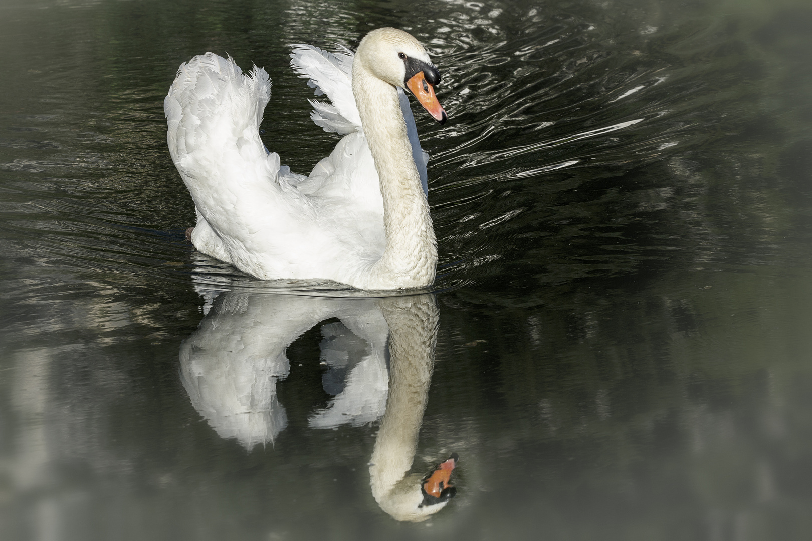 Der Schwan