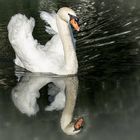 Der Schwan