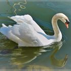 Der Schwan 