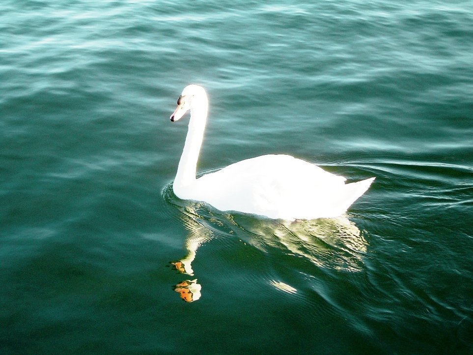 Der Schwan