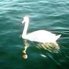 Der Schwan