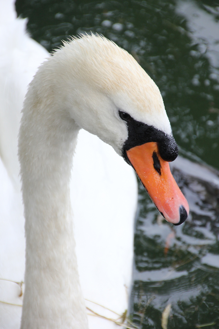 Der Schwan