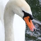 Der Schwan