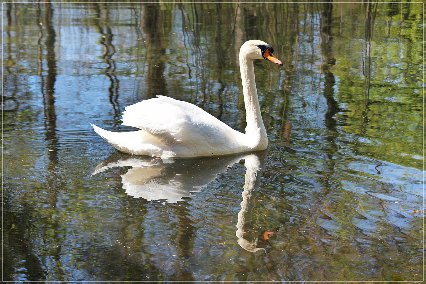 der Schwan Foto & Bild natur, tiere, vögel Bilder auf