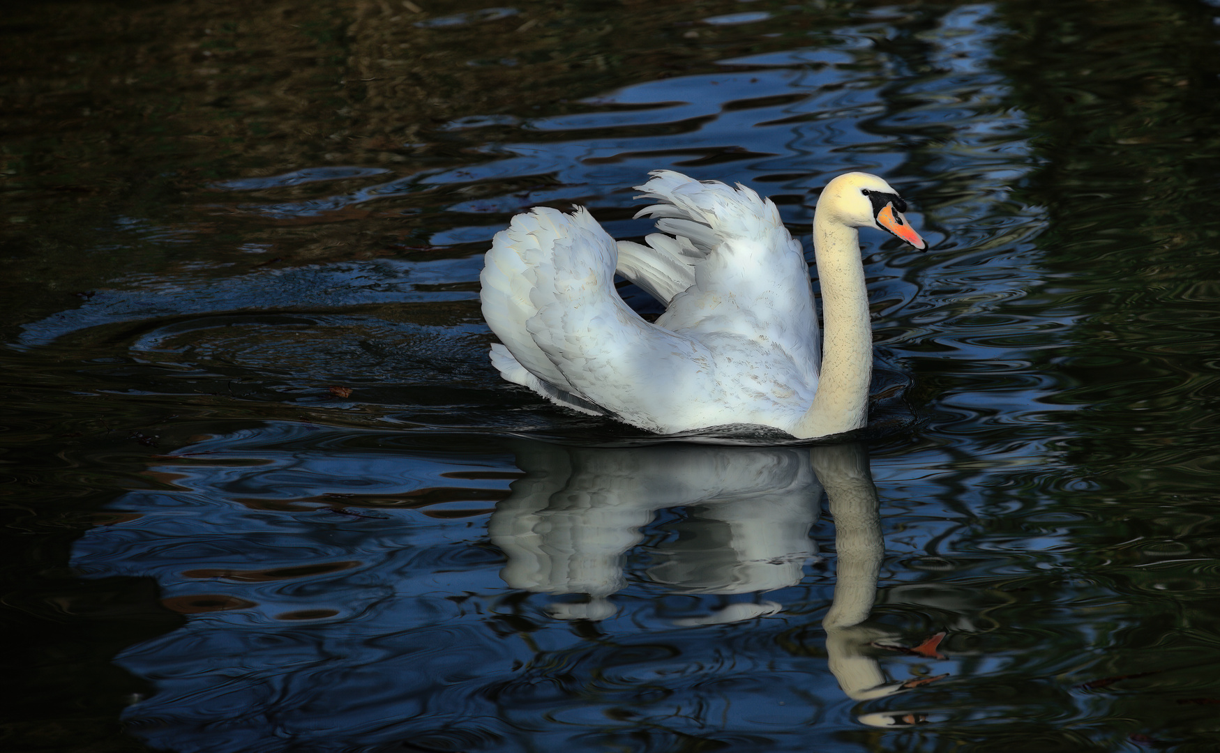 Der Schwan