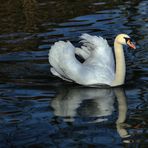 Der Schwan