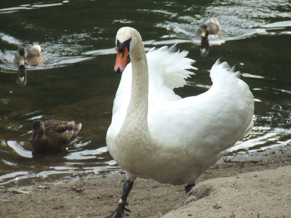 Der Schwan