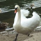 Der Schwan