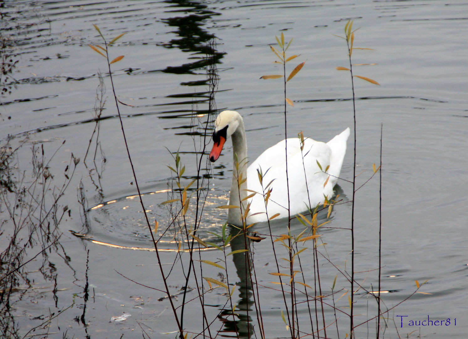 Der Schwan der Insel Bastei