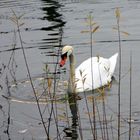 Der Schwan der Insel Bastei