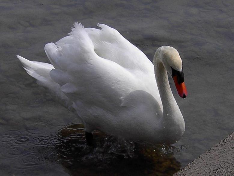 Der Schwan der meinen Weg kreuzt